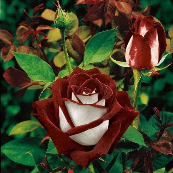 Meet your Posh Ambassador, Diane - Picture 3 of 3